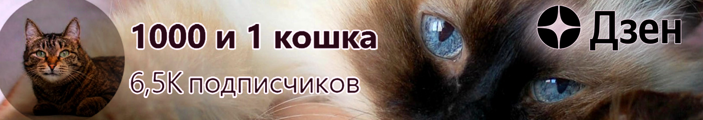 Паблик «1000 и 1 кошка»
